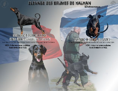 Des Brumes De Kalhan - Dobermann - Portée née le 16/09/2023