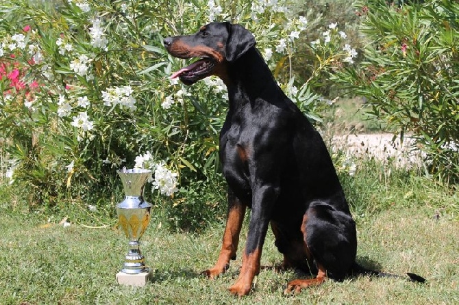 Des Brumes De Kalhan - Championnat de France 2014