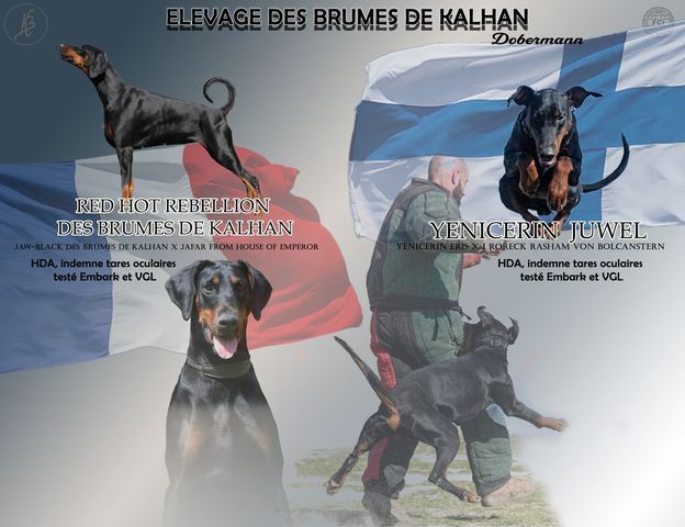 chiot Dobermann Des Brumes De Kalhan