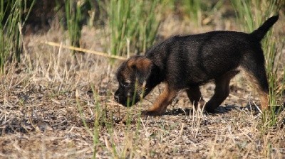 Des Brumes De Kalhan - Border Terrier - Portée née le 27/06/2021