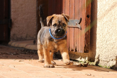 Des Brumes De Kalhan - Border Terrier - Portée née le 07/08/2024