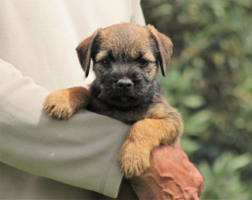 Des Brumes De Kalhan - Chiot disponible  - Border Terrier