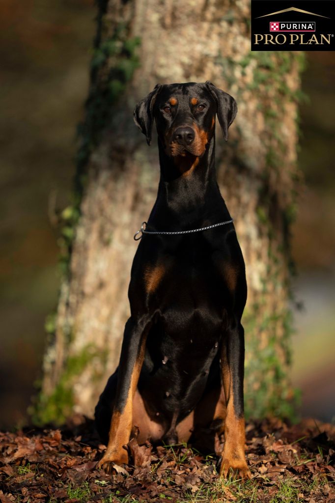 CH. Vasco Des Brumes De Kalhan