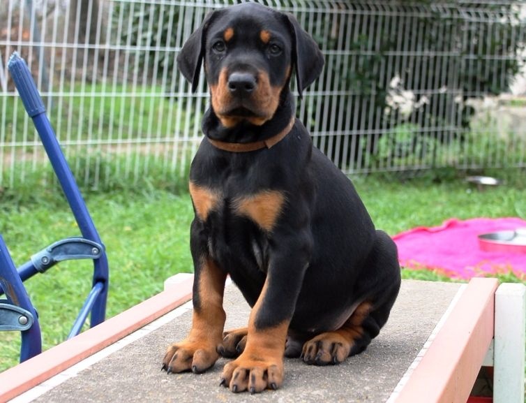 Des Brumes De Kalhan - Dobermann - Portée née le 19/01/2016