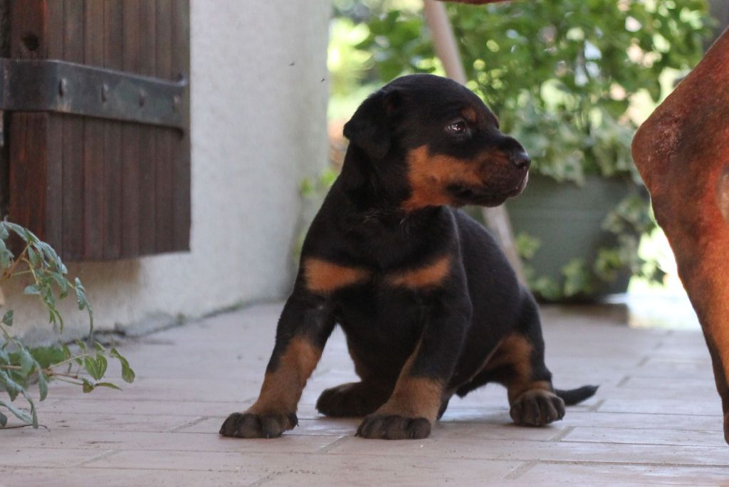 Des Brumes De Kalhan - Dobermann - Portée née le 01/09/2021