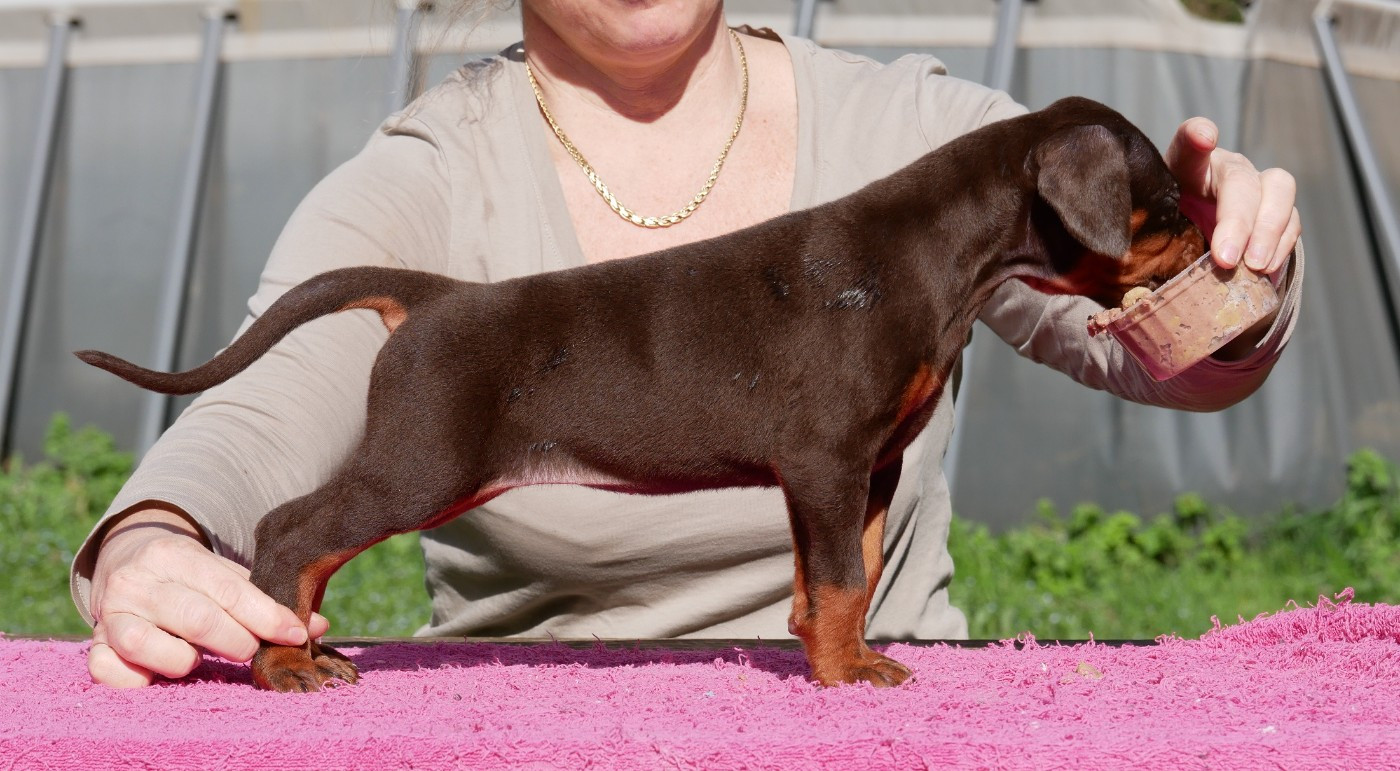 Des Brumes De Kalhan - Dobermann - Portée née le 03/02/2026