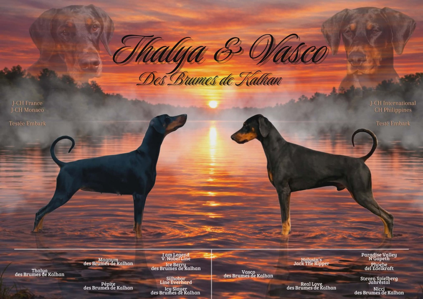 Des Brumes De Kalhan - Dobermann - Portée née le 16/03/2026