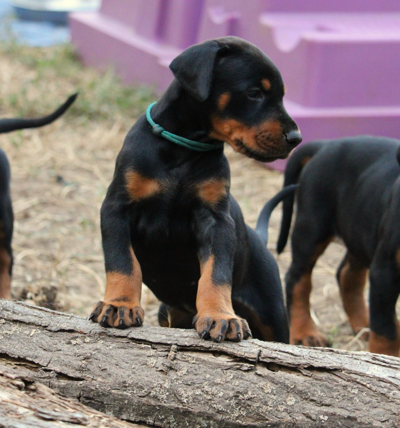 Des Brumes De Kalhan - Chiots disponibles - Dobermann