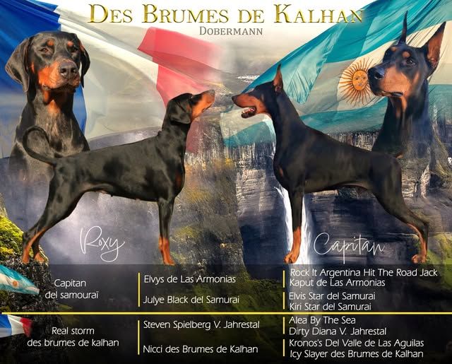 Des Brumes De Kalhan - Dobermann - Portée née le 26/07/2025
