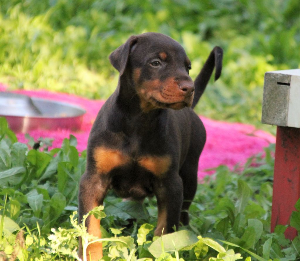 Des Brumes De Kalhan - Dobermann - Portée née le 05/09/2022