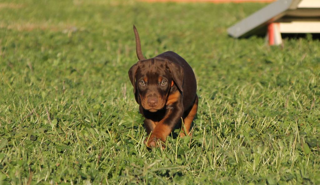 Des Brumes De Kalhan - Dobermann - Portée née le 13/10/2021