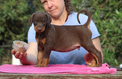 MALE MARRON