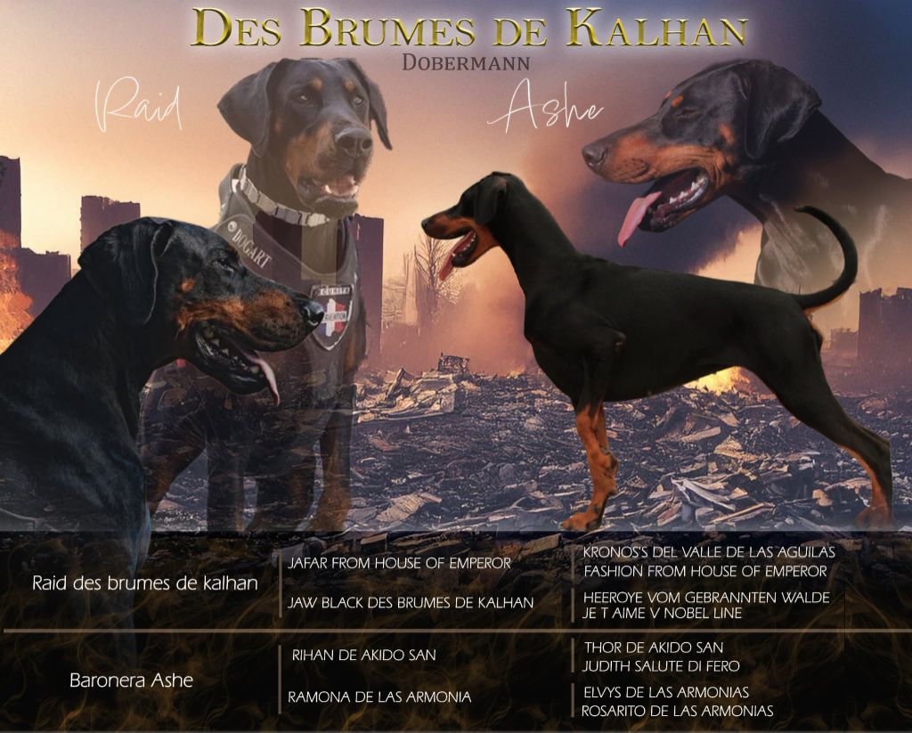Des Brumes De Kalhan - Dobermann - Portée née le 08/08/2025
