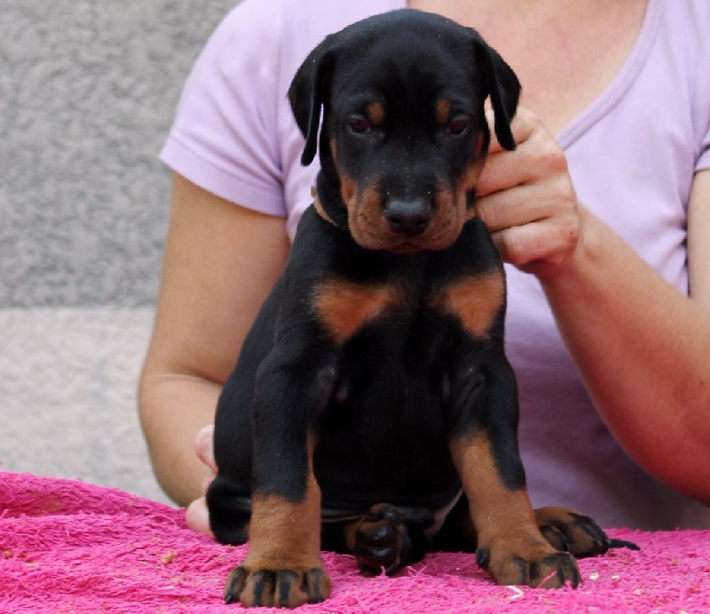 Des Brumes De Kalhan - Dobermann - Portée née le 21/06/2015