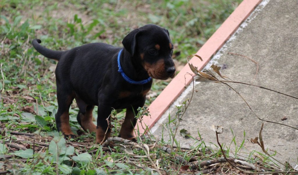 Des Brumes De Kalhan - Dobermann - Portée née le 08/08/2025