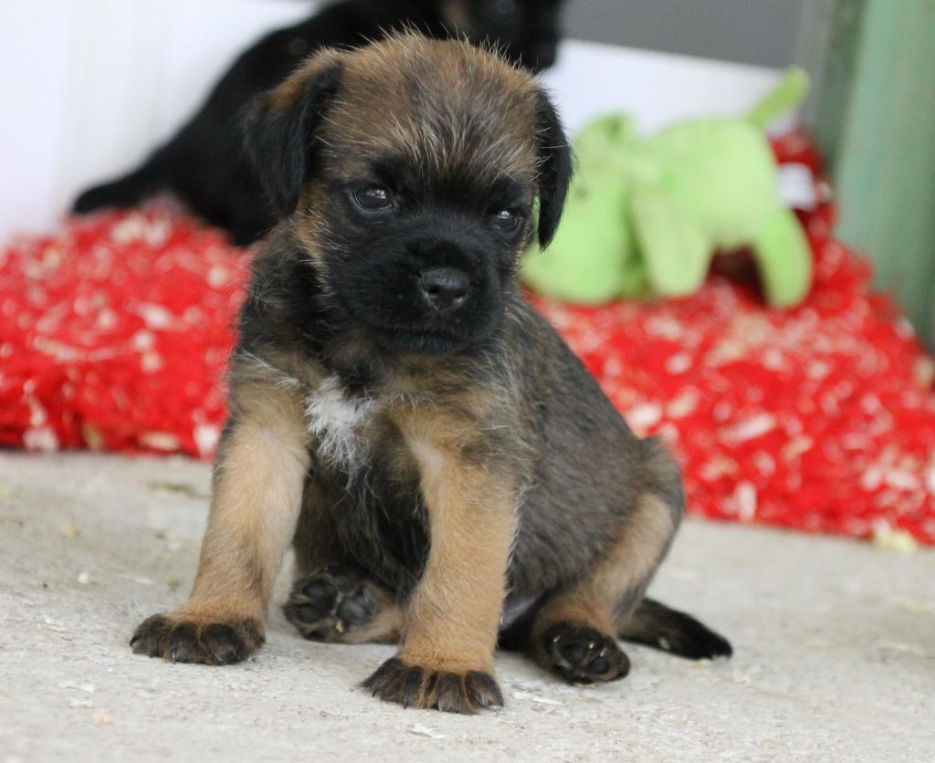 Des Brumes De Kalhan - Border Terrier - Portée née le 27/06/2021