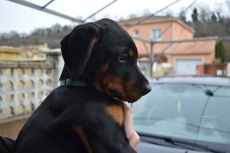 Des Brumes De Kalhan - Dobermann - Portée née le 22/11/2015